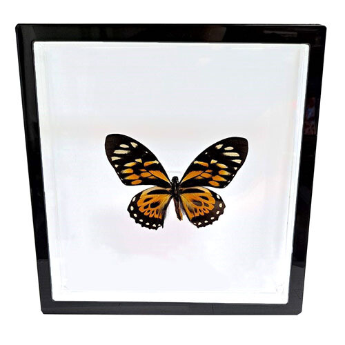 08 - 8"x8" Black Trim Large Butterfly