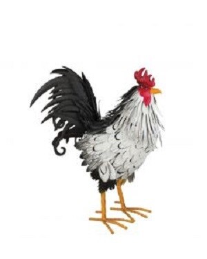 Rooster - Sussex
