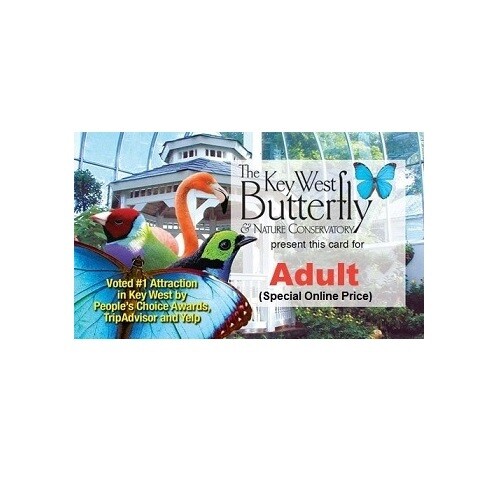 Admission - Adult