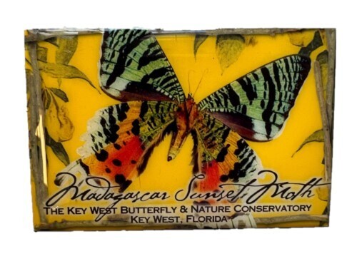 Magnet - Sunset Moth