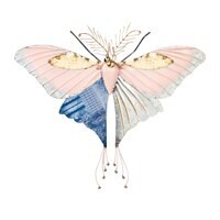 Wall Art - Pink and Purple Butterfly