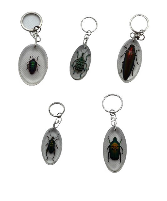Key Chain - Single Bug