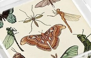 Tray - Lucite Butterflies and Bugs Round