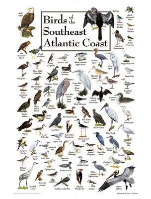 Puzzle - Birds of the South Atlantic Coast 550pcs