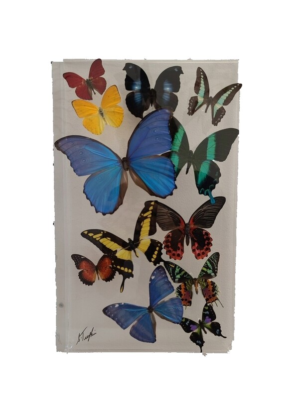 17 - 10&quot; X 17&quot; Butterfly Display