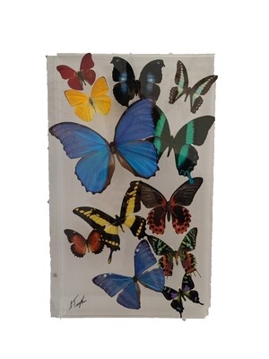 17 - 10" X 17" Butterfly Display
