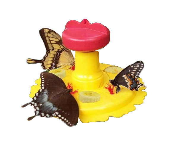 Butterfly Feeder