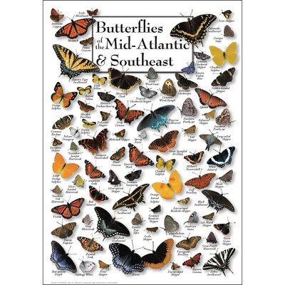 Puzzle - Butterflies of MidAtlantic