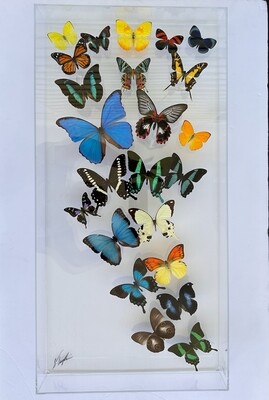 23 - 15" X 30" Butterfly Display