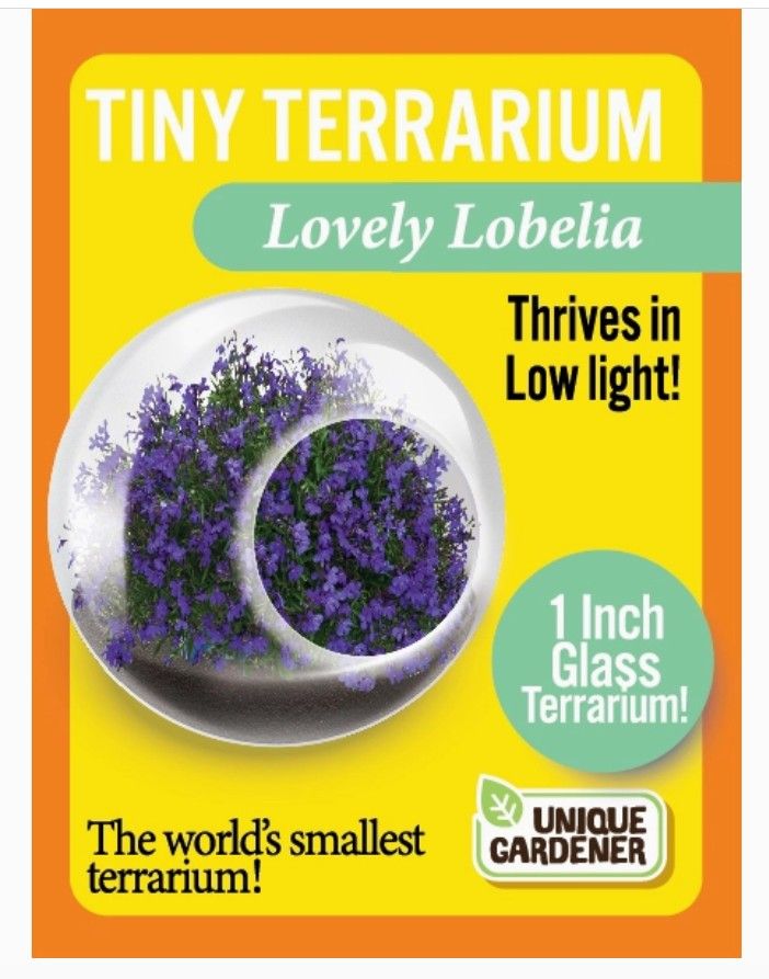 Terrarium - Tiny Lovely Lobella