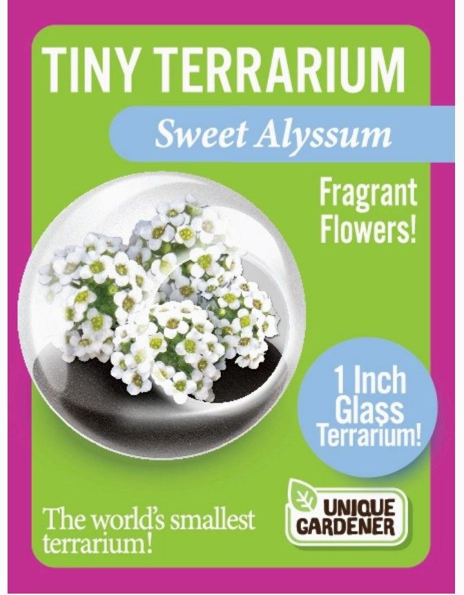 Terrarium - Tiny Sweet Alyssum