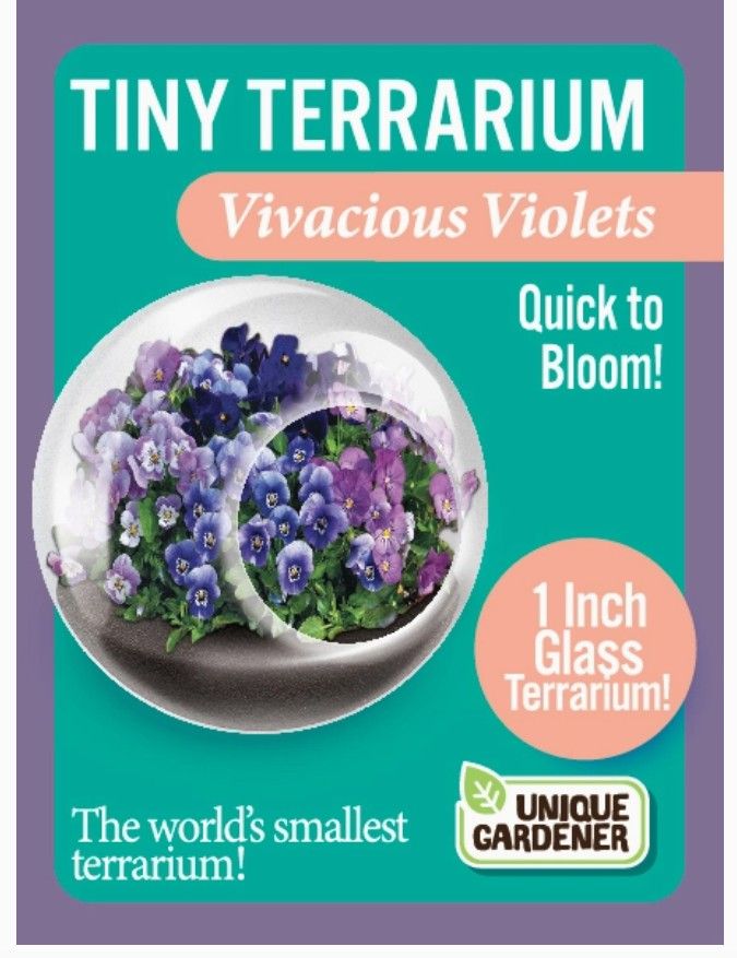 Terrarium - Tiny Vivacious Violets