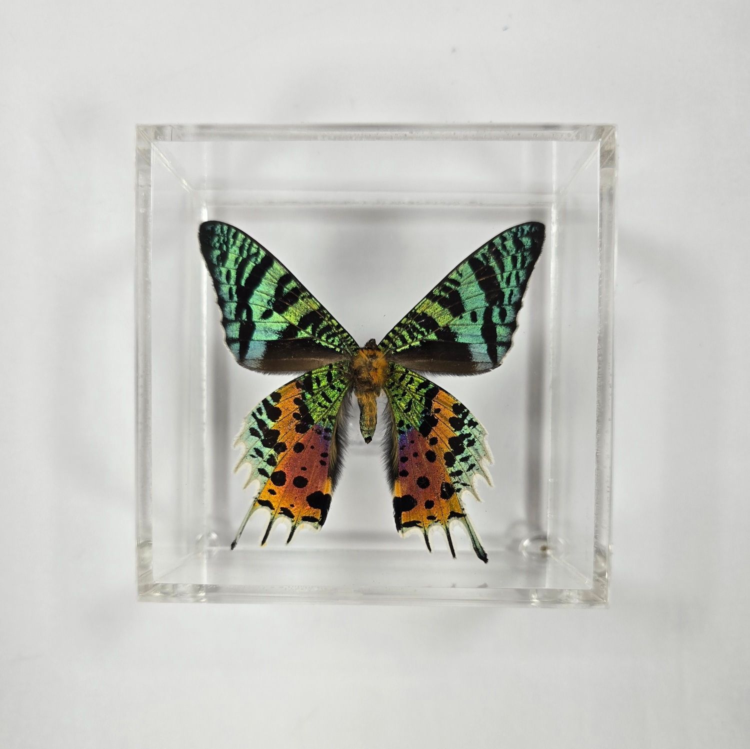 Butterfly Artwork - 4&quot; X 4&quot; Square Butterfly Display With One Butterfly