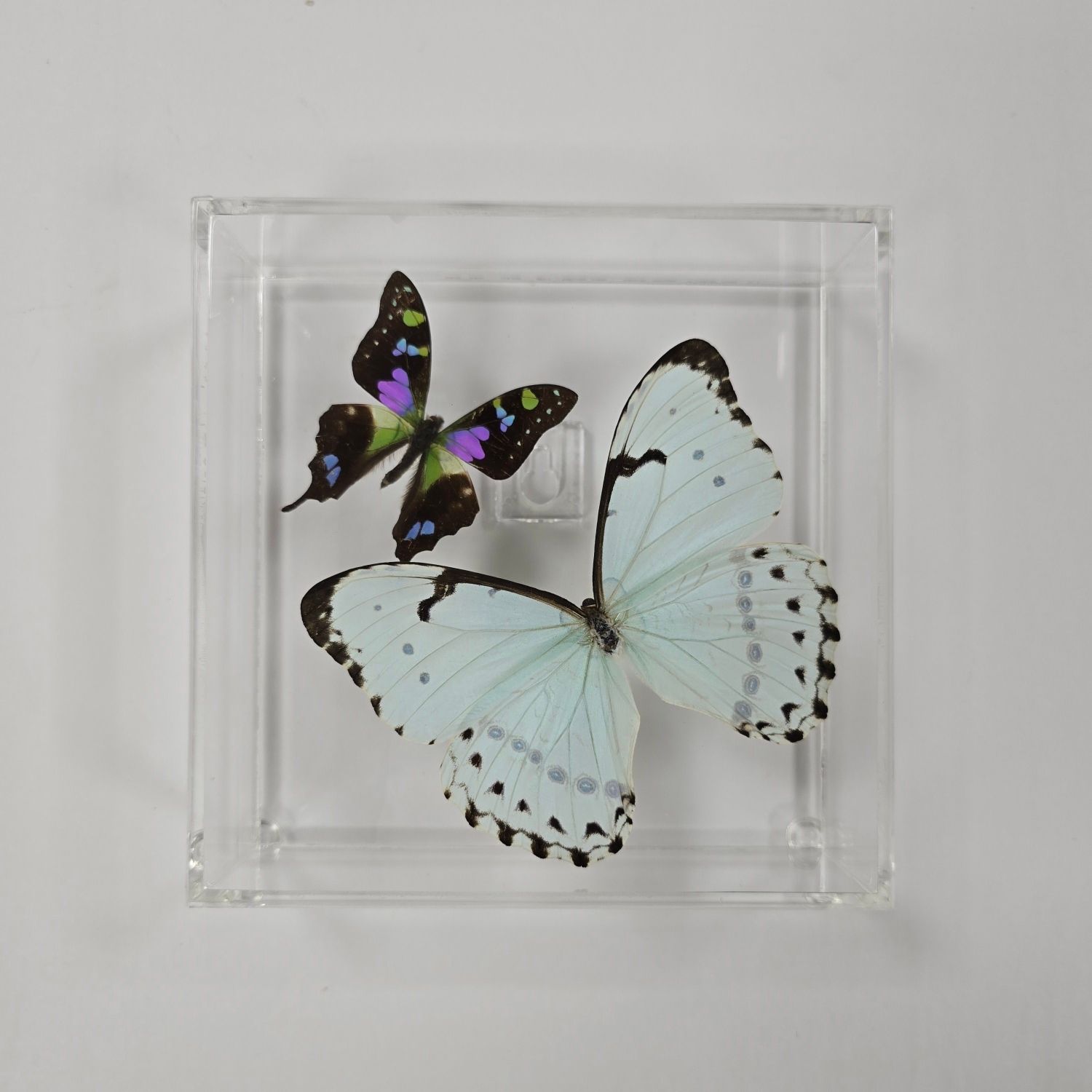 Butterfly Artwork - 6&quot; X 6&quot; Square Display With Two Butterflies