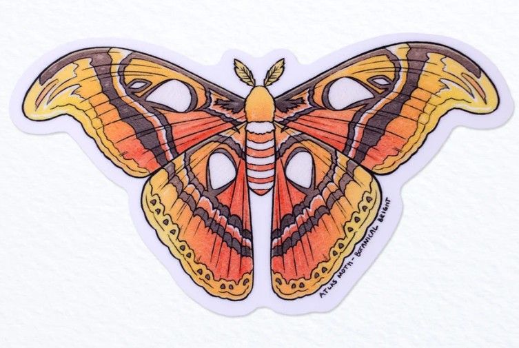 Sticker - Atlas Moth