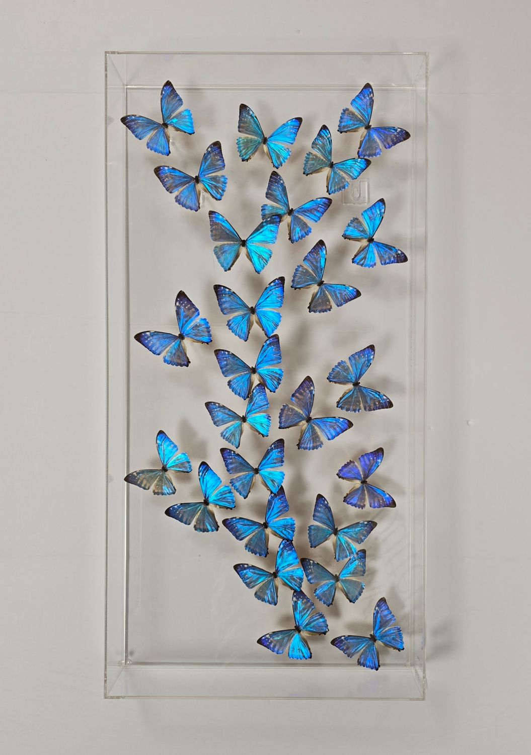 Butterfly Artwork - 15x30 Trail Special Blue