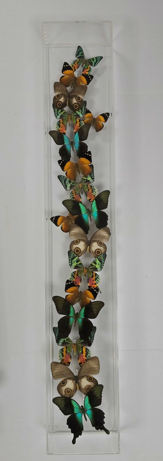 Butterfly Artwork - 6x36 Flights