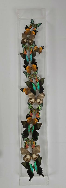 Butterfly Artwork - 6x36 Flights