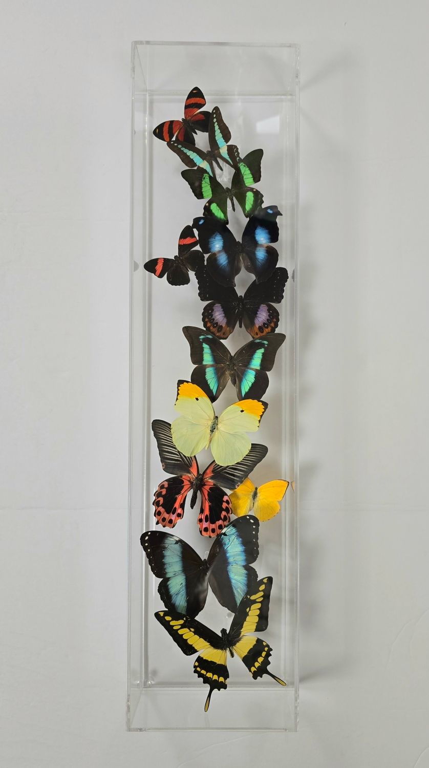 Butterfly Artwork - 6x24 Flight