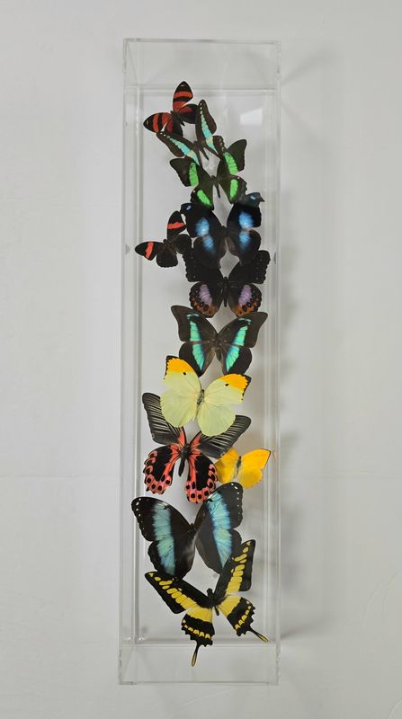 Butterfly Artwork - 6x24 Flight