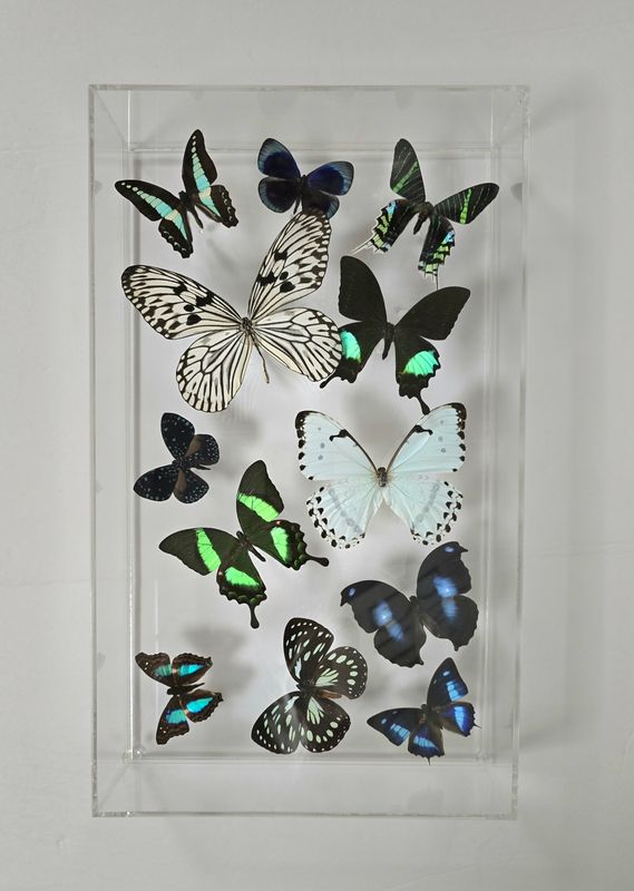 Butterfly Artwork - 10x17 Flight