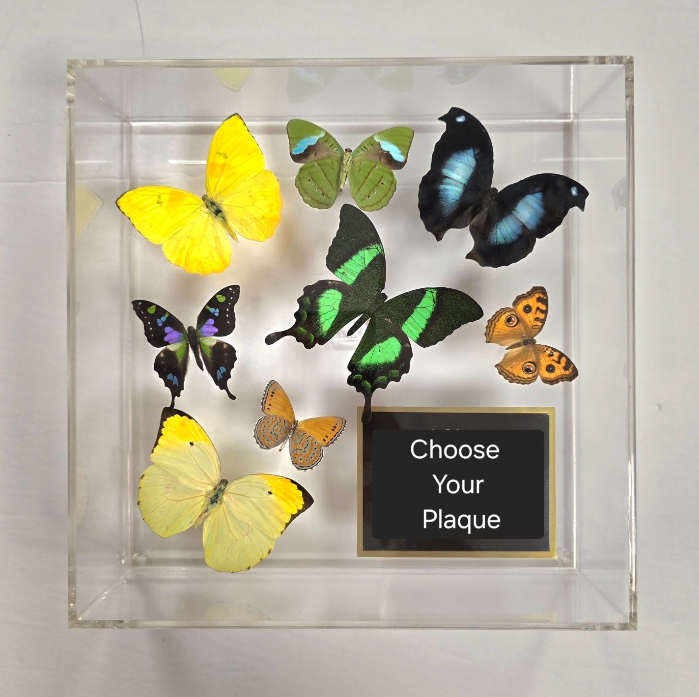 Butterfly Artwork- 10&quot; X 10&quot; Plaque Butterfly Display-Yellow