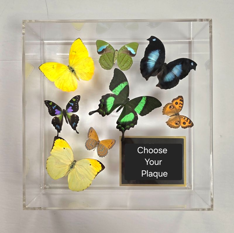 Butterfly Artwork- 10&quot; X 10&quot; Plaque Butterfly Display-Yellow