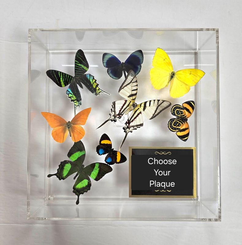 Butterfly Artwork- 10&quot; X 10&quot; Plaque Butterfly Display-Green