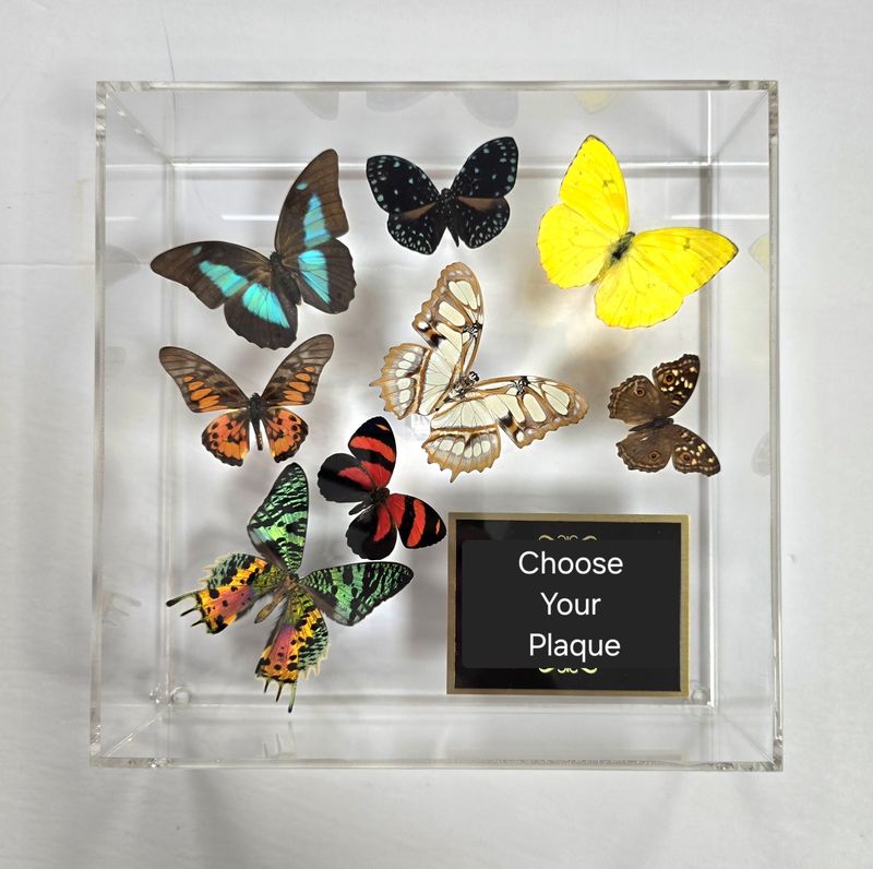 Butterfly Artwork- 10&quot; X 10&quot; Plaque Butterfly Display- Madagascar