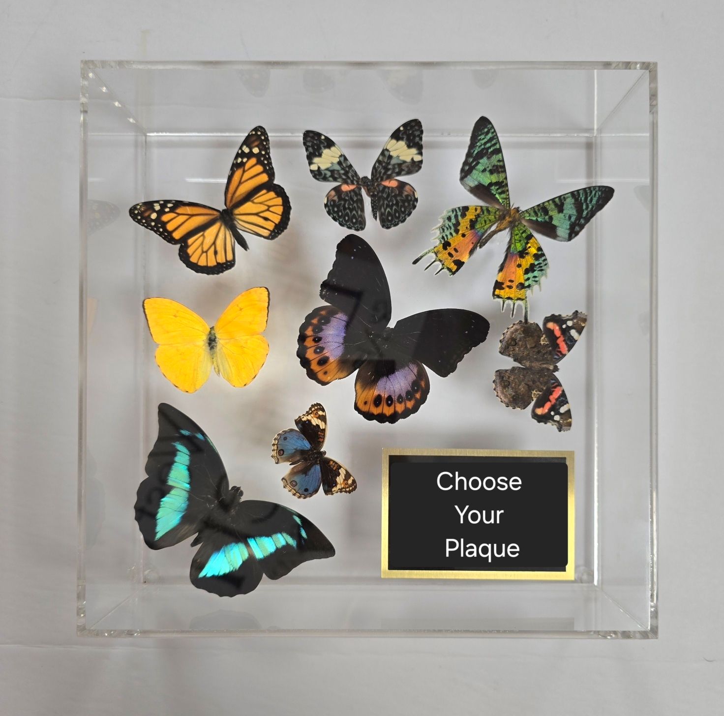 Butterfly Artwork- 10&quot; X 10&quot; Plaque Butterfly Display- Monarch