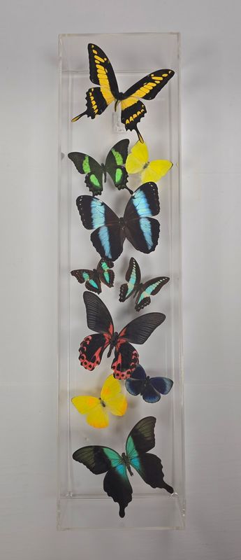 Butterfly Artwork - 6x24 Vertical Museum