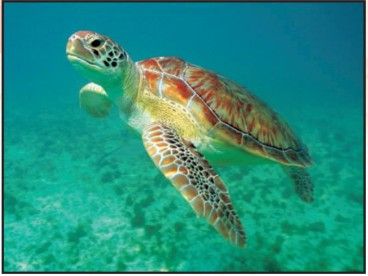 Magnet - Green Sea Turtle