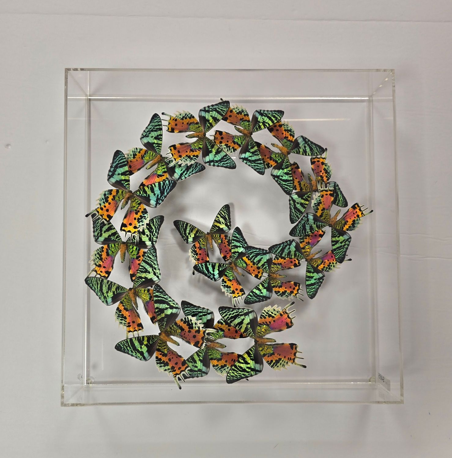 Butterfly Artwork - 15x15 Madagascar Wave