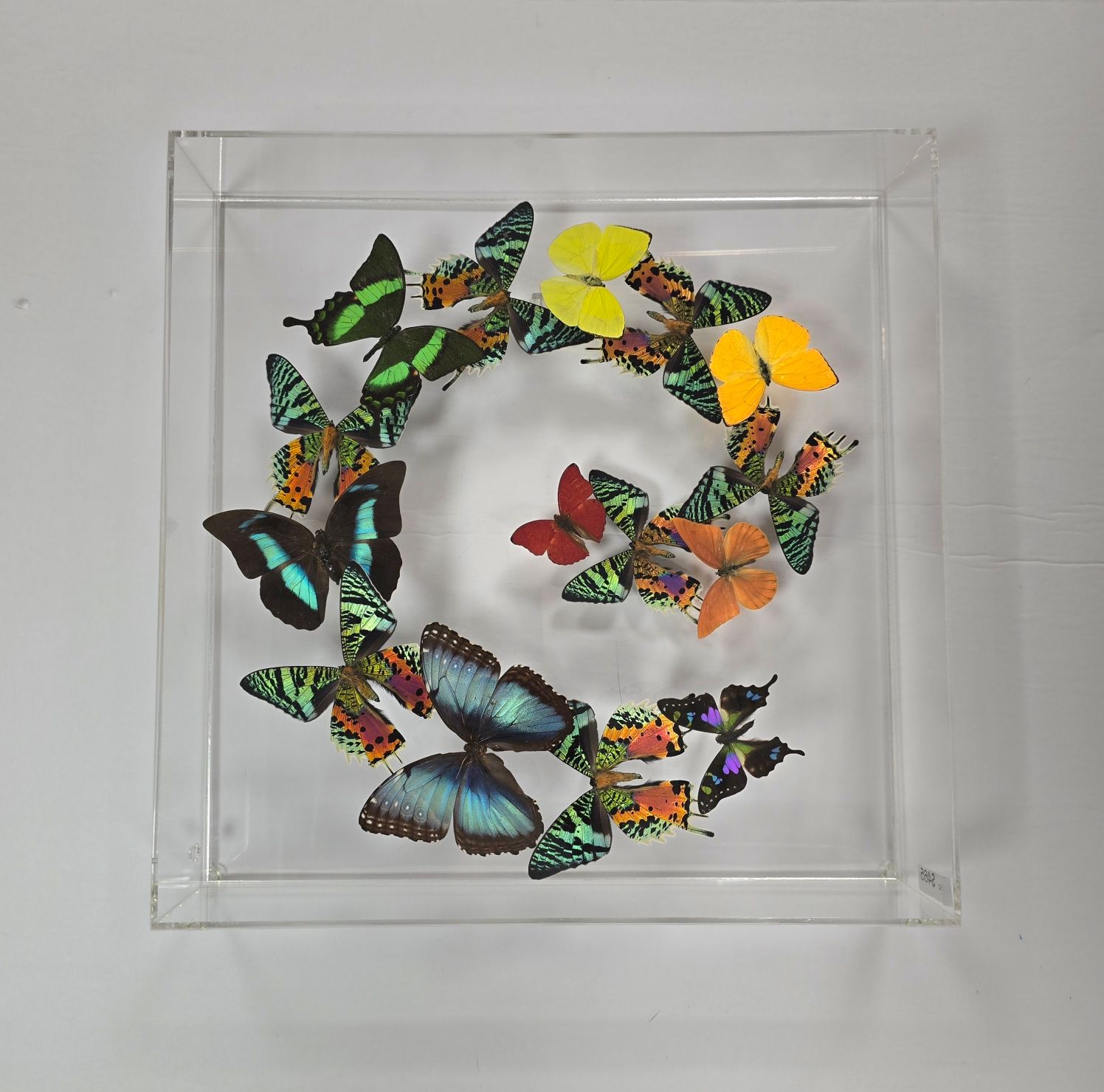Butterfly Artwork - 15x15 Multi Color Wave
