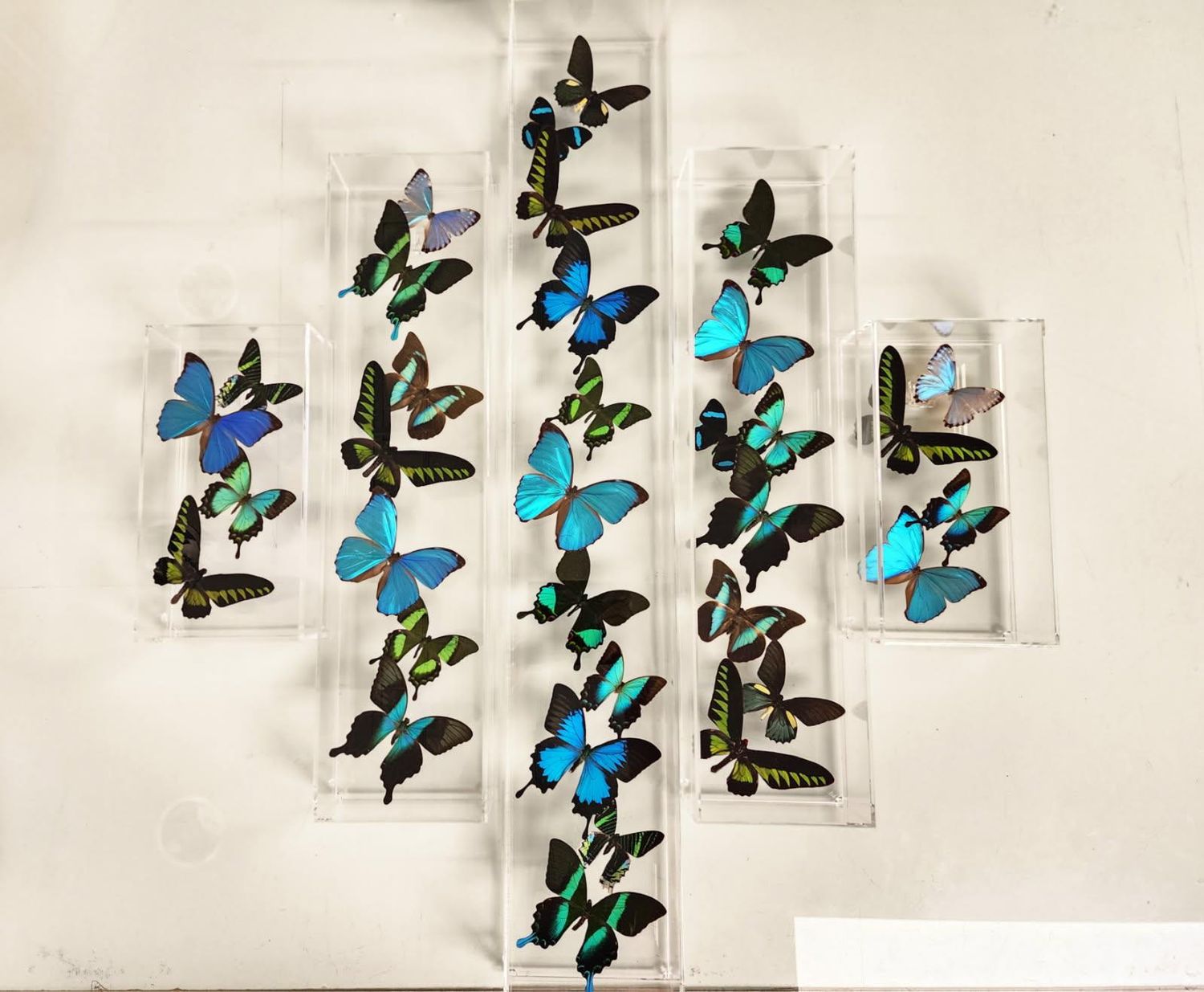 Butterfly Artwork - 5 Panel