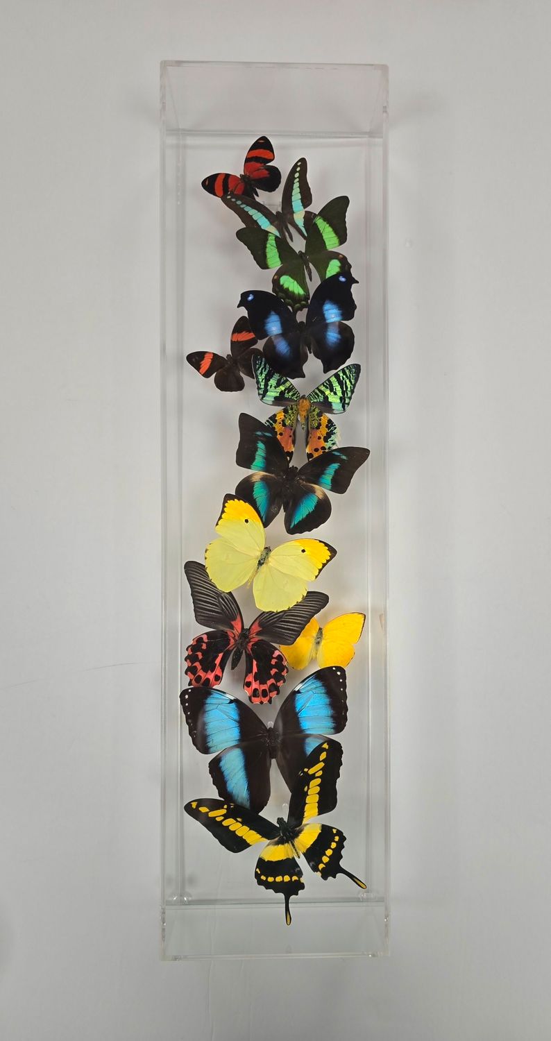 Butterfly Artwork - 6x24 Flight