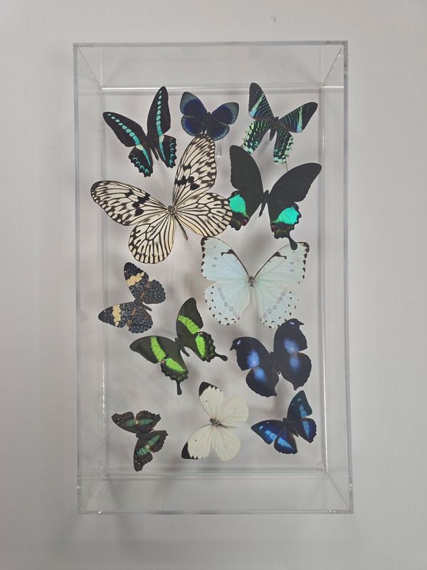 Butterfly Artwork - 10x17 Flight