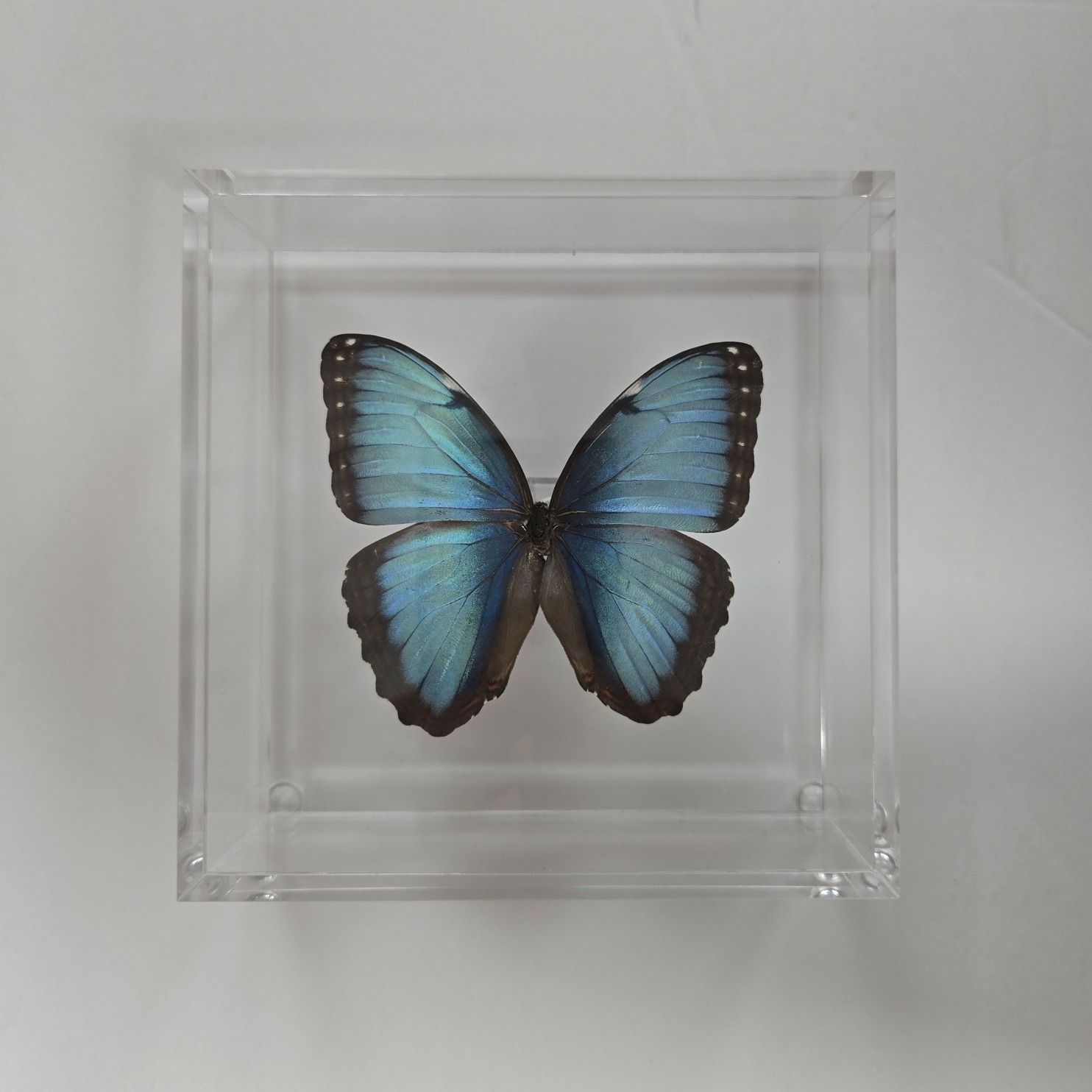 Butterfly Artwork - 6&quot; X 6&quot; Square Butterfly Display With Morpho Peleides #278