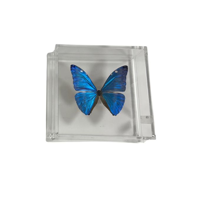 Butterfly Artwork - 6&quot; X 6&quot; #36