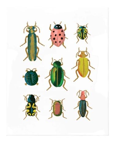 Art Print - Curio