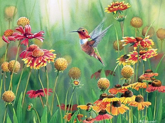 Puzzle - Rufous Hummingbird