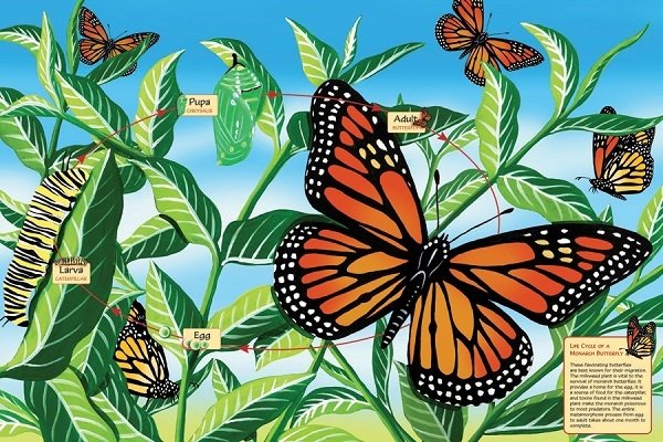 Puzzle - Life Cycle of a Monarch