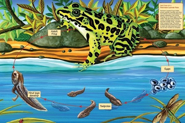Puzzle - Life Cycle of a Leopard Frog