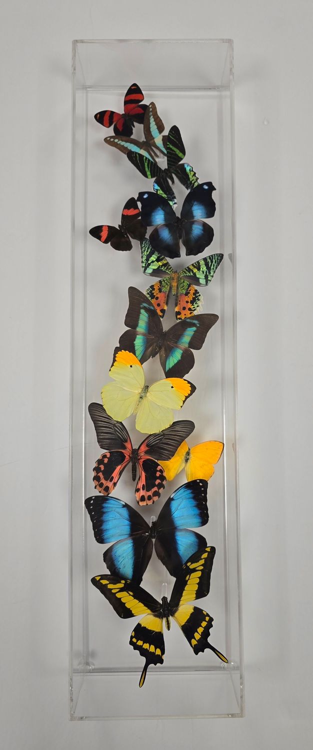 Butterfly Artwork - 6x24 Vertical Museum