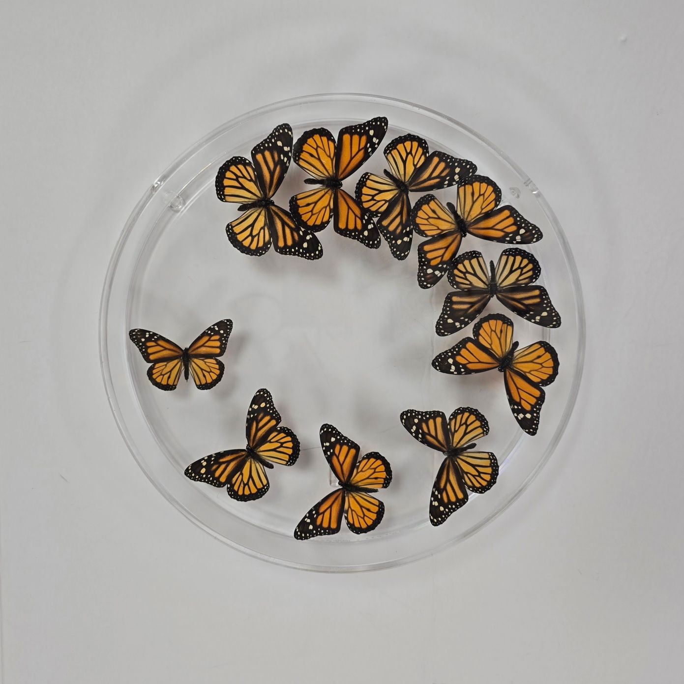 Butterfly Artwork - 12 Inch Circle Monarch Swirl