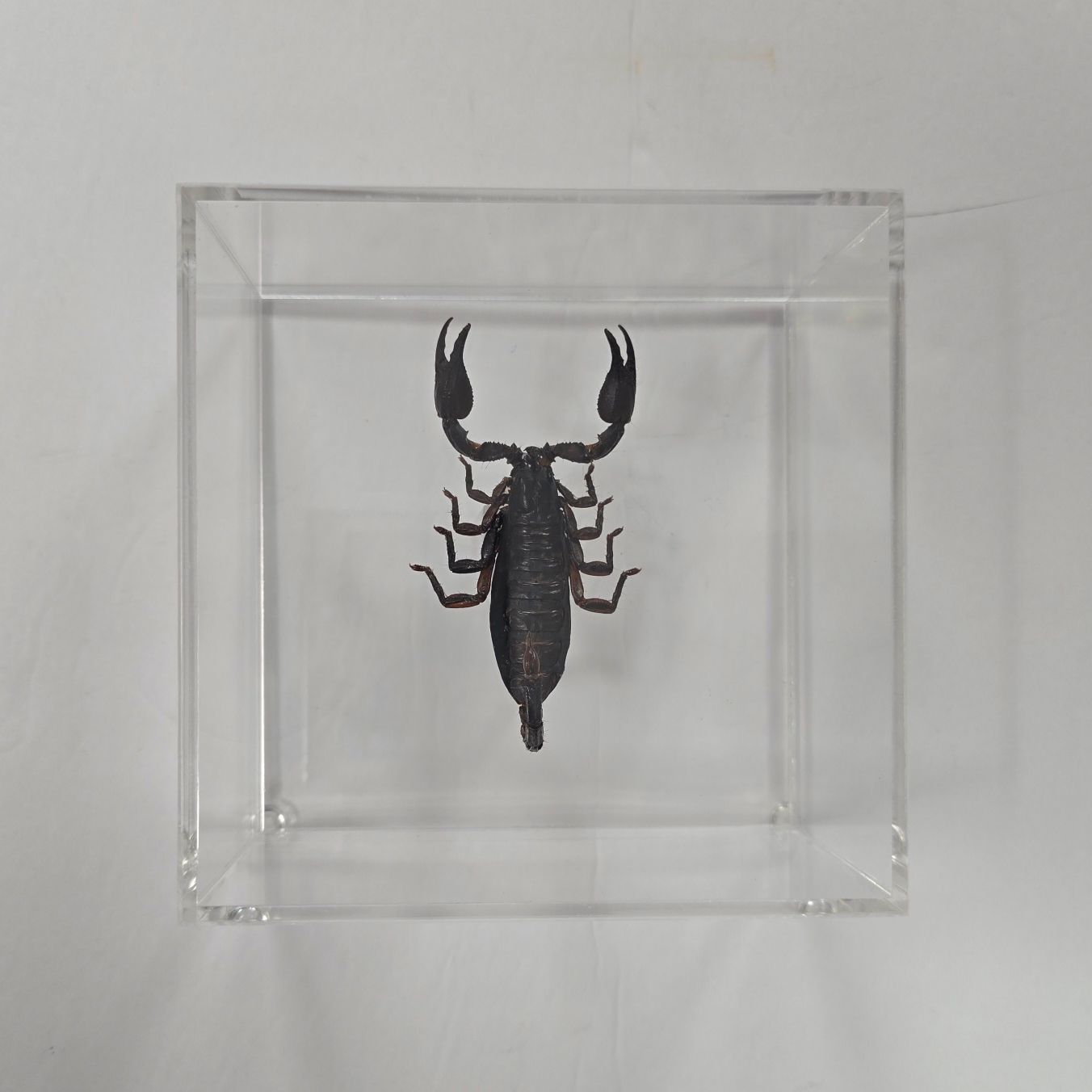 Bug Artwork - Scorpion