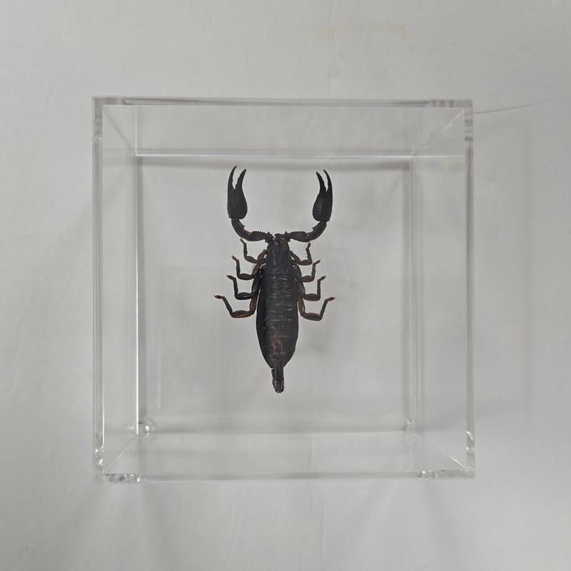 Bug Artwork - Scorpion