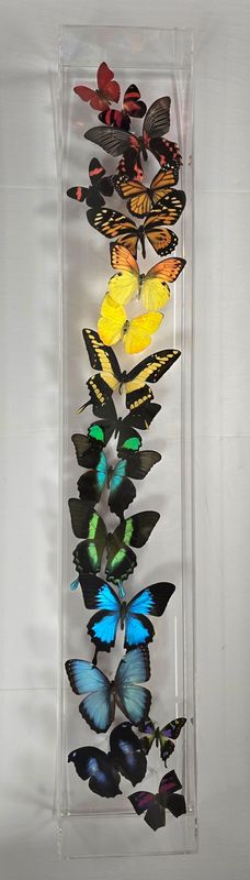 Butterfly Artwork - 6x36 Flight