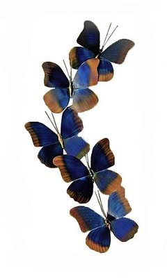 Copper Art - Blue Morpho Set of 5