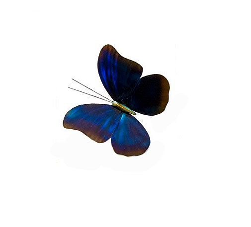 Copper Art - Blue Morpho Single